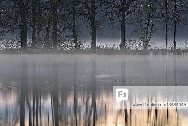 Dunst über einem See mit Spiegelung von Bäumen  Biosphärenreservat Oberlausitzer Heide- und Teichlandschaft  Sachsen  Deutschland  Europa