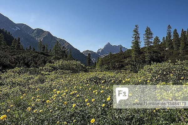 Blumenwiese mit gelben Sumpfdotterblumen (Caltha palustris)  hinter Watzmann-Massiv  Nationalpark Berchtesgaden  Berchtesgadener Land  Oberbayern  Bayern  Deutschland  Europa
