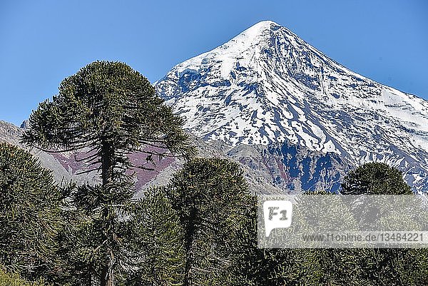 Schneebedeckter Vulkan Lanin und Chilenische Araukarie (Araucaria araucana) zwischen San Martin de los Andes und Pucon Nationalpark Lanin Patagonien Grenze zwischen Argentinien und Chile