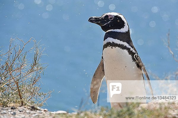 Magellan-Pinguin (Spheniscus magellanicus) Pinguinkolonie Punta Tombo bei Pininsula Valdez Patagonien Ostküste Atlantischer Ozean Argentinien Südamerika