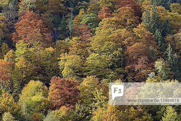 Laubmischwald am Berghang mit HerbstfÃ?rbung  Fuscher Tal  GroÃŸglockner-HochalpenstraÃŸe  Land Salzburg  Ã-sterreich  Europa