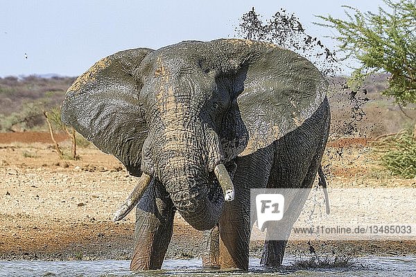 Afrikanischer Elefant (Loxodonta africana)  mit Wasser bespritzt  Schlammbad am Wasserloch  Erindi Reserve  Namibia  Afrika