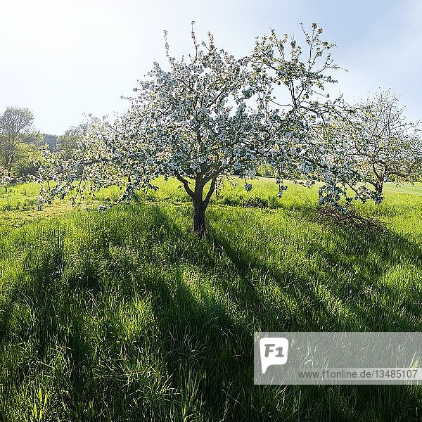 Blühender Apfelbaum (Malus) vor tiefstehender Sonne bei Obereichstätt im Naturpark Altmühltal Bayern Deutschland Europa