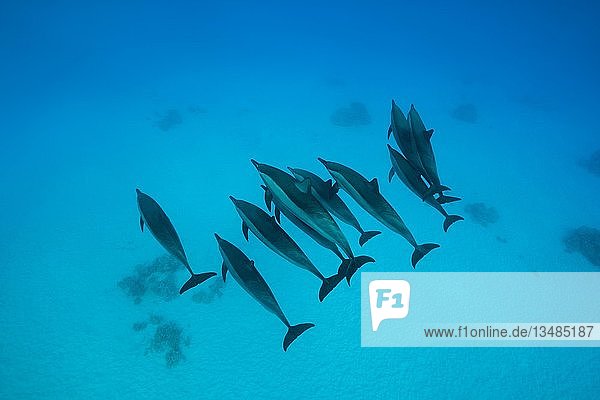 A pod of Spinner Dolphins (Stenella longirostris) swim in the blue water over sandy bottom  top view  Red Sea  Marsa Alam  Egypt  Africa