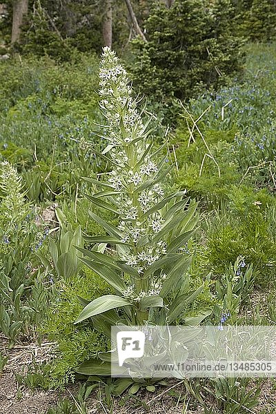 Blüte des Elchkrauts (Frasera speciosa)  Cedar Breaks National Monument  Utah  USA  Nordamerika