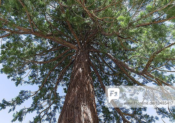 Sequoia (Sequoiadendron giganteum)  Deutschland  Europa