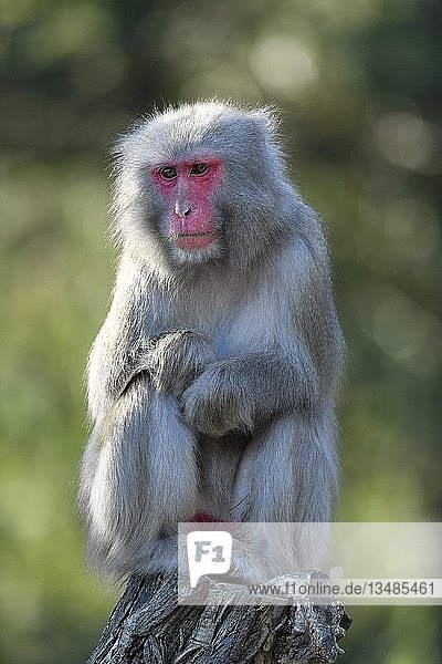 Japanese macaque (Macaca fuscata)  captive  sits on branch  Germany  Europe