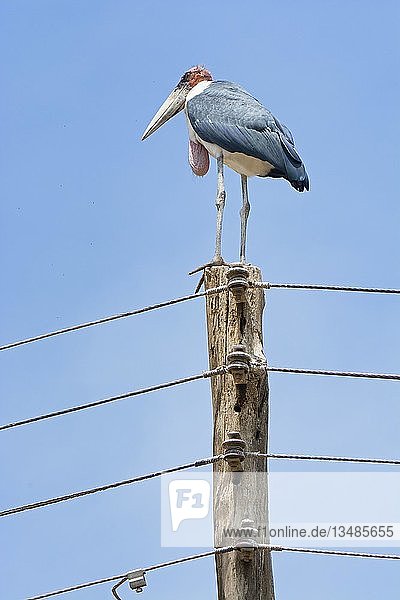 Marabu-Storch (Leptoptilos crumeniferus) sitzt auf einem Strommast  Bogoria  Kenia  Afrika