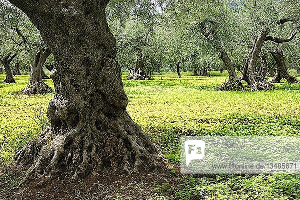 Alte Olivenbäume auf einer Wiese  Abruzzen  Italien  Europa