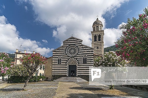 Die gotische Kirche Chiesa di Sant'Andrea Apostolo  vor Oleanderbäumen  Levanto  Riviera di Levante  Ligurien  Italien  Europa