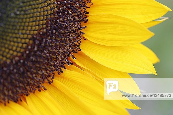 Inflorescence of a Sunflower (Helianthus annuus)  petals and seedhead  detail  North Rhine-Westphalia  Germany  Europe