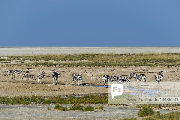 Burchell-Zebras (Equus quagga burchelli) an einer Wasserstelle am Rande der Etosha-Pfanne  Etosha-Nationalpark  Namibia  Afrika