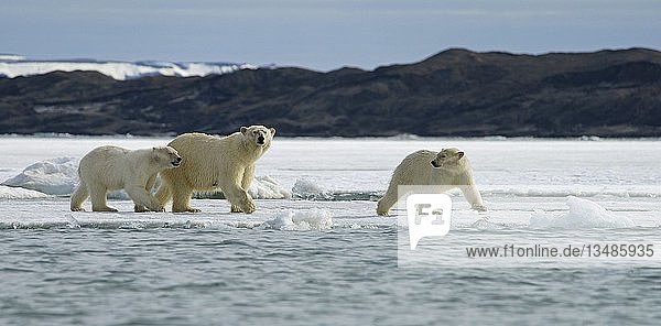 Eisbären (Ursus maritimus)  Muttertier mit Jungtieren läuft auf Eisscholle  Svalbard  Norwegische Arktis  Norwegen  Europa