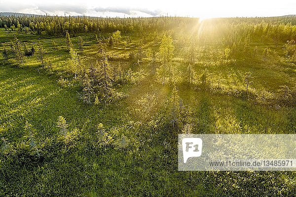 Drohnenaufnahme  Luftbild  borealer arktischer Wald mit Kiefern (Pinus) im Feuchtgebiet  Moor im Gegenlicht  SodankylÃ¤  Lappland  Finnland  Europa