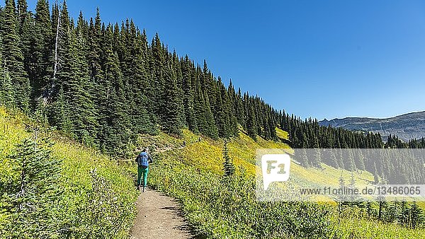 Hiker on hiking trail Panorama Ridge  forest and flowering meadow  Garibaldi Provincial Park  British Columbia  Canada  North America