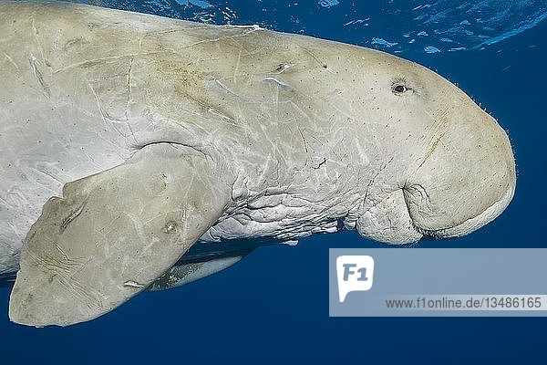 Dugong Dugong Dugon Schwimmt Unter Wasser Tierportrait Rotes Meer Hermes Bay Marsa Alam A Gypten Afrika