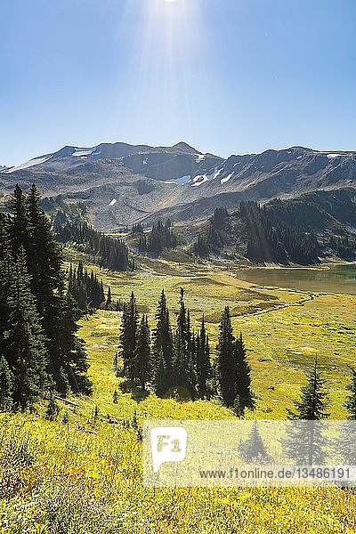 Wald und blühende Wiese  auf dem Panorama Ridge Trail  Garibaldi Provincial Park  British Columbia  Kanada  Nordamerika