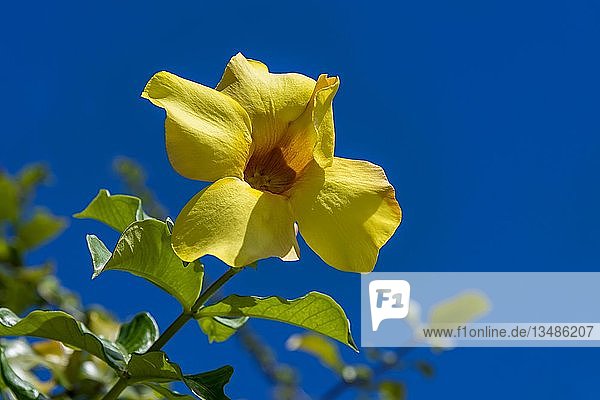 Gelber Hibiskus (Hibiscus brackenridgei)  Maupiti  Gesellschaftsinseln  Französisch-Polynesien  Ozeanien
