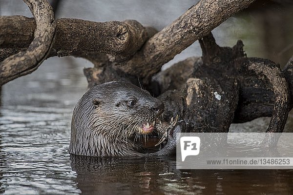 Neotropical otter (Lontra longicaudis) feeding on a tree root in water  Pantanal  Mato Grosso do Sul  Brazil  South America