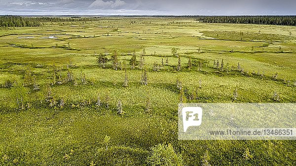Drohnenansicht  Luftbild  arktischer borealer Wald mit Kiefern (Pinus) und Birken (Betula) in Feuchtgebiet  Moor  SodankylÃ¤  Lappland  Finnland  Europa