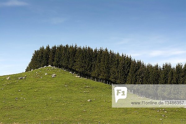 Baumhecke entlang eines kleinen Hügels mit Weideland  Hochebene von Aubrac  Departement Aveyron  Occitanie  Frankreich  Europa