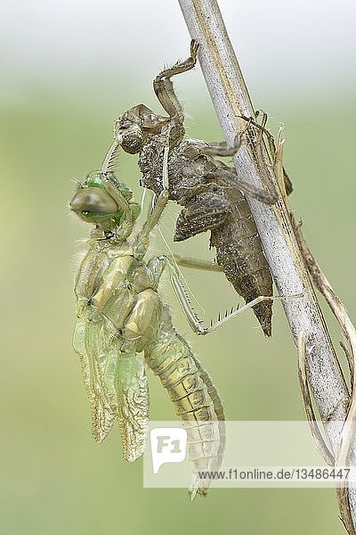 Libellenschlupf  Vierfleckige Heidelibelle (Libellula quadrimaculata)  unmittelbar nach dem Schlupf  frisch geschlüpfte Libelle an ihrer Exuvie hängend  Sachsen  Deutschland  Europa