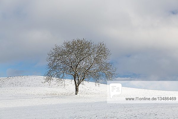Einzelner Baum in Schneelandschaft auf dem Bodanrücken Langenrain Allensbach Baden-Württemberg Deutschland Europa