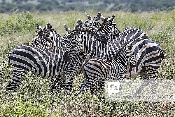 Steppenzebras (Equus quagga)  gedrängte Tiere mit Fohlen  Tsavo West National Park  Kenia  Afrika
