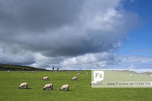 Schafweide in der Nähe von Ballycastle  County Antrim  Nordirland  Großbritannien