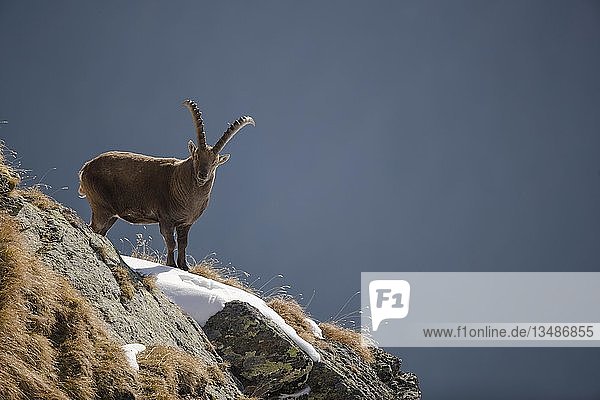 Alpensteinbock (Capra Ibex) steht auf einem Bergkamm  Stubaital  Tirol  Österreich  Europa