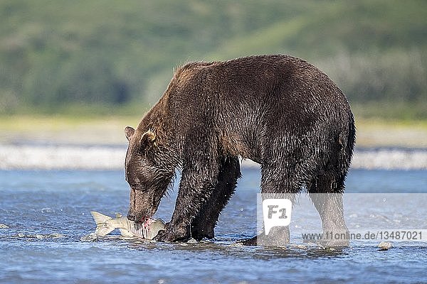 Braunbär (Ursus Arctos) mit gefangenem Lachs im Fluss  Katmai National Park  Alaska  USA  Nordamerika