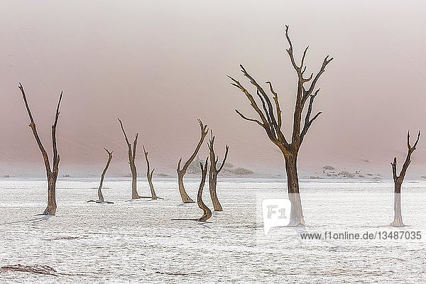 Tote Bäume im Deadvlei  Sossusvlei  Namibia  Afrika