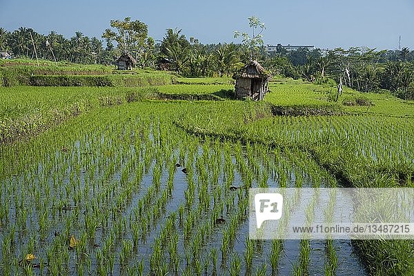 Reisfelder in Bali  Indonesien  Asien