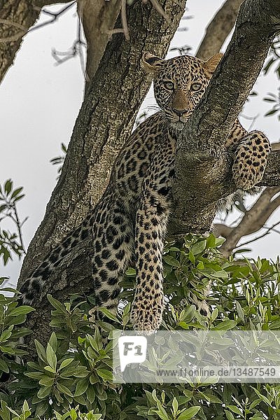 Leopard (Panthera pardus) sitzt auf einem Baum  Masai Mara  Kenia  Afrika