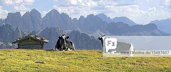 Cows on Aferer Alm alp on Plosen mountain  with the Afer Geisler group and Peitlerkofel mountain  Wuerzjoch ridge  Villnoesstal valley  Dolomites  province of Bolzano-Bozen  Italy  Europe