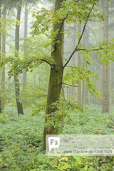 Rotbuche (Fagus sylvatica) im Nebel  Buchenwald  Oberpfalz  Bayern  Deutschland  Europa