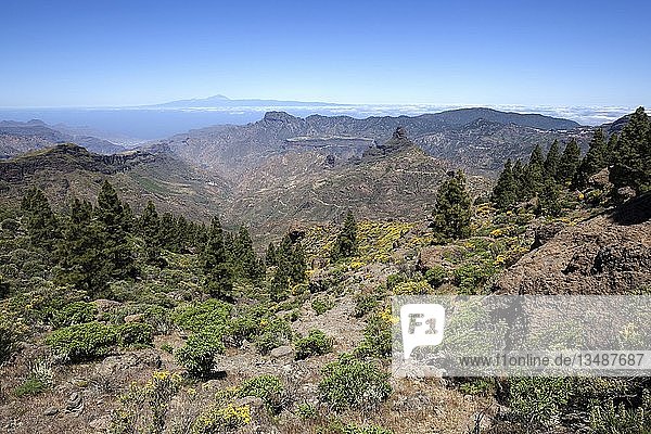 Blick vom Weg um den Roque Nublo auf blühende Vegetation  Kanarische Kiefern (Pinus canariensis)  hinter der Insel Teneriffa mit dem Vulkan Teide und dem Roque Bentayga  Gran Canaria  Kanarische Inseln  Spanien  Europa