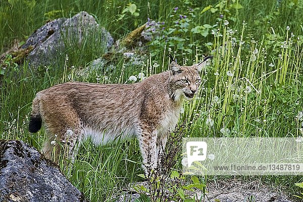 Luchs (Lynx lynx)  in Gefangenschaft  Deutschland  Europa