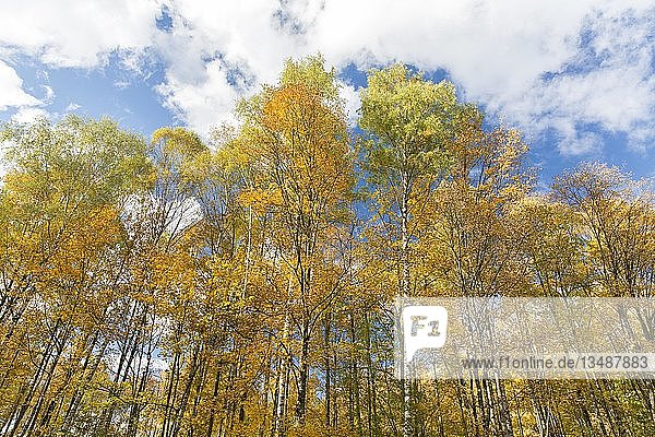 Herbstwald am Walderlebniszentrum Ziegelwiesen Füssen Bayern Deutschland Europa