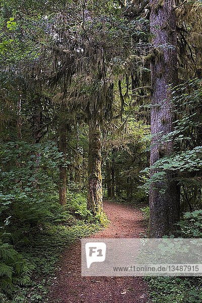 Path through dense rainforest with lichens in the trees  Alice Lake Provincial Park  Squamish  British Columbia  Canada  North America