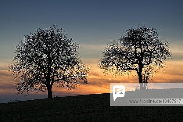 Silhouette von zwei ApfelbÃ¤umen gegen einen Abendhimmel  Baden-WÃ¼rttemberg  Deutschland  Europa