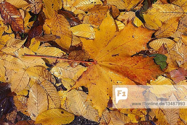 Ahornblatt  bunte Herbstblätter liegen auf dem Boden  Deutschland  Europa