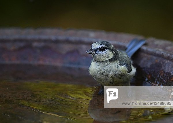 Great tit (Parus major)  stands attentively in bird bath  Germany  Europe