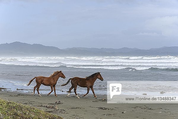 Pferde am Strand Pazifik Chiloe Chile Südamerika