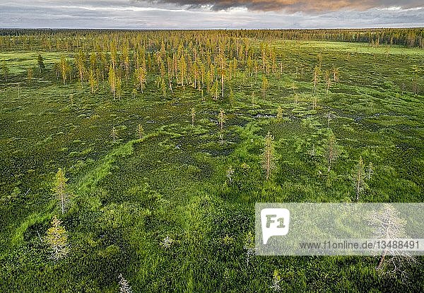 Drohnenaufnahme  Luftbild  borealer  arktischer Wald mit Kiefern (Pinus) im Feuchtgebiet  Moor im Abendrot bei Sonnenuntergang  SodankylÃ¤  Lappland  Finnland  Europa