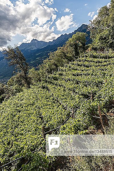 Vineyards  vineyard  Lake Caldaro  Merano  Trentino  South Tyrol  Italy  Europe