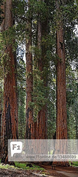 Der Senat  eine Gruppe gigantischer Riesenmammutbäume (Sequoiadendron giganteum)  mit staunendem Besucher  Sequoia National Park  Kalifornien  Vereinigte Staaten  Nordamerika