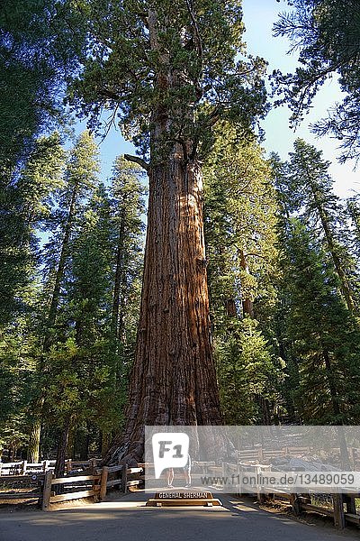 Riesenmammutbaum General Sherman (Sequoiadendron giganteum)  vor zwei Besuchern  Giant Forest  Sequoia National Park  Kalifornien  Vereinigte Staaten  Nordamerika