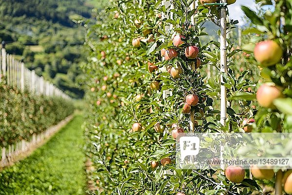 Äpfel hängen an Apfelbäumen  Apfelplantage  Trentino  Südtirol  Italien  Europa
