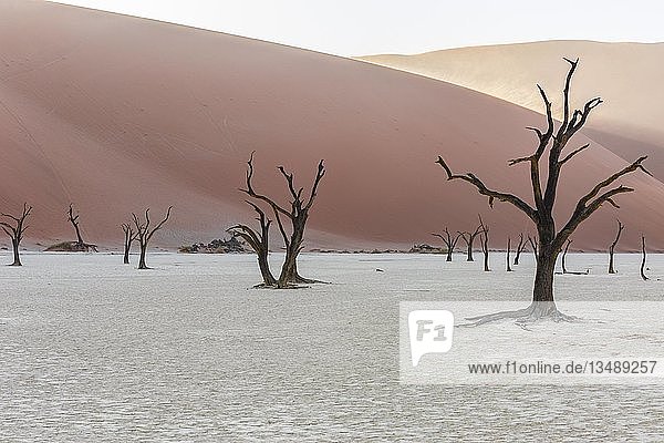 Dead trees in Deadvlei  Sossusvlei  Namibia  Africa